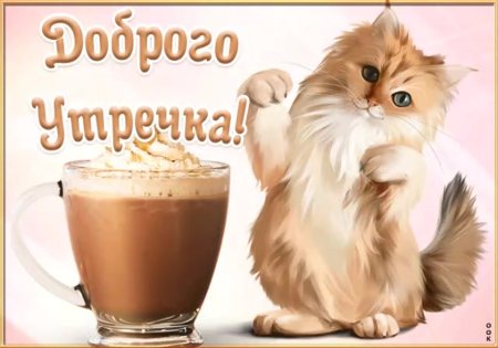 Доброе утро котик