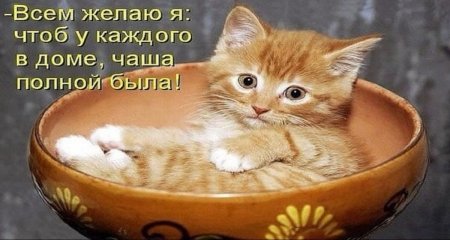 Смешные рыжие котята с надписями