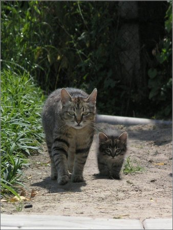 Котята с надписями
