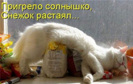Юмор с животными с надписями