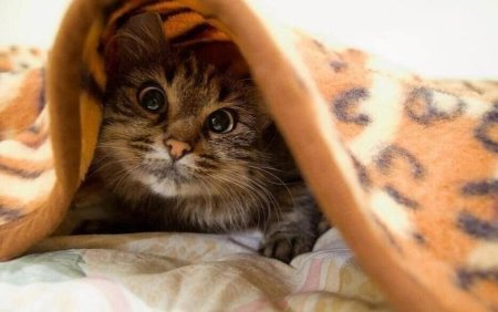 Котики позитивные с надписями