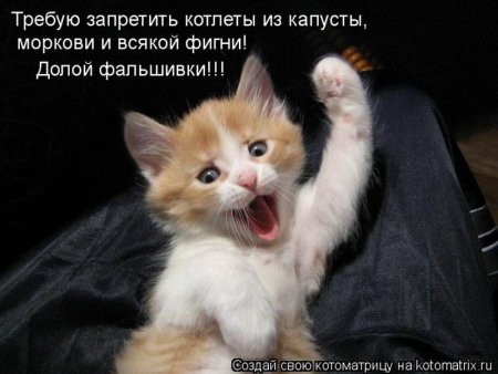 Милые котики с надписями