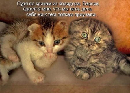 Котята с надписями