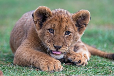 Милые львята