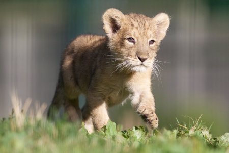 Маленький Лев