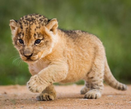 Львята очень маленькие