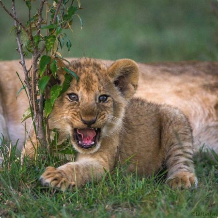 Маленький Львенок
