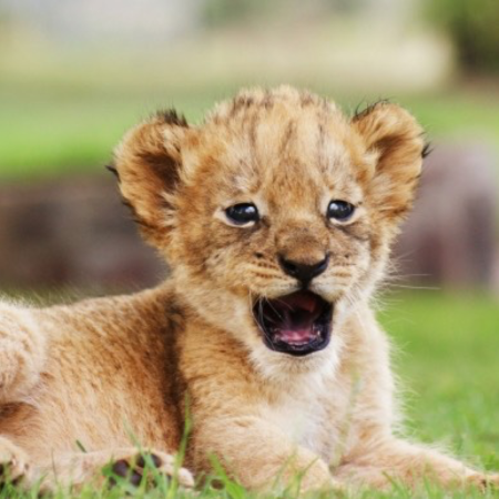 Львята фото