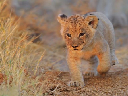 Маленький Лев