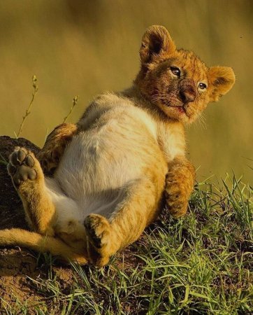 Маленький Львенок
