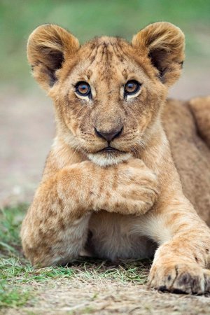 Маленький Львенок