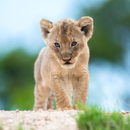 Львенок котенок