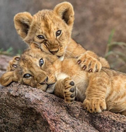 Маленький Львенок