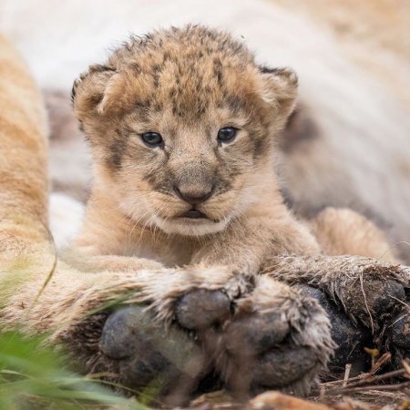 Львенок в живой природе