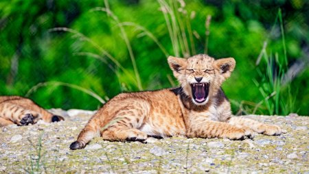 Львенок рычит