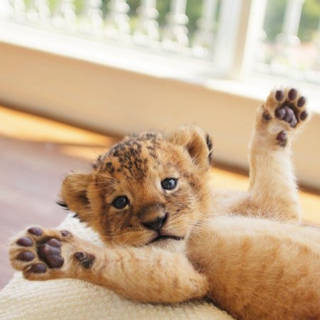 Маленький Тигренок