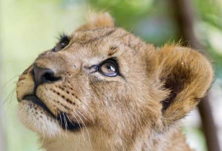 Львенок с голубыми глазами