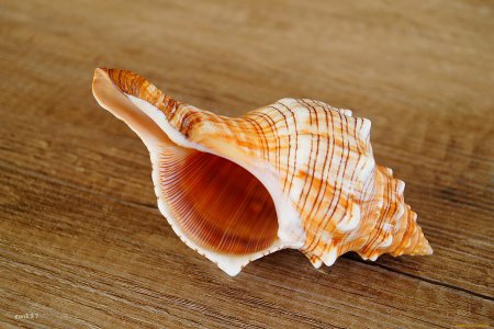 Тигровый Рапан