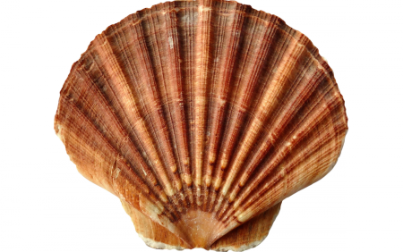 Раковина гребешка