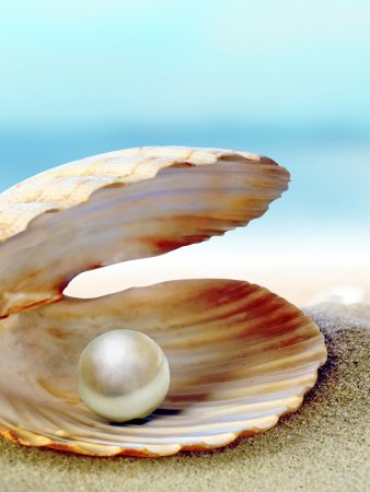 Морская Жемчужница моллюск