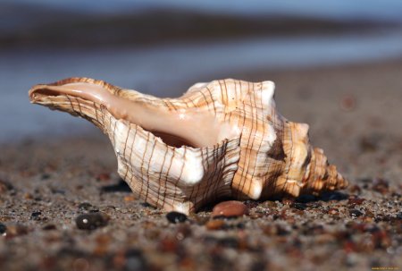 Красивые ракушки