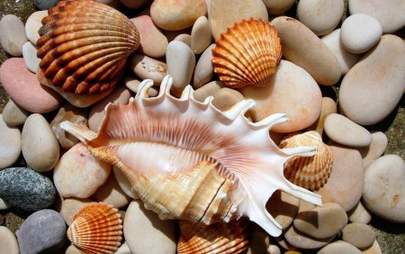 Раковины моллюсков черного моря