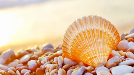Феодосия ракушки на пляже