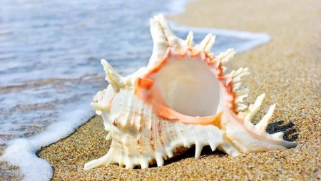 Почему нельзя брать ракушки с моря