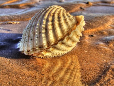 Морские моллюски в ракушках