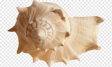 Морские ракушки на прозрачном фоне