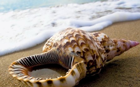 Тигровый Рапан