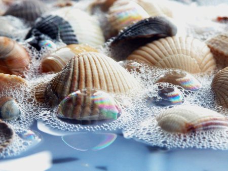 Красивые ракушки