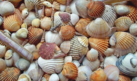 Ракушка плоская