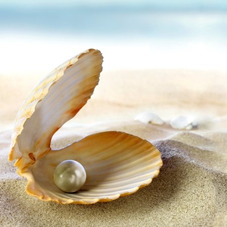 Раковина Жемчужница морская