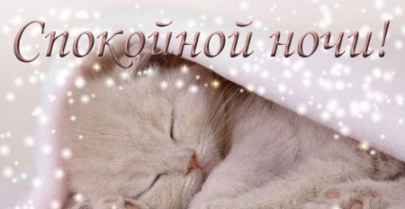 Зимние пожелания спокойной ночи с котиками