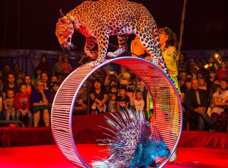 Московский цирк шапито