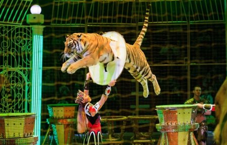 Цирк Гии Эрадзе Воронеж