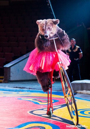 Медвежий цирк Филатовых