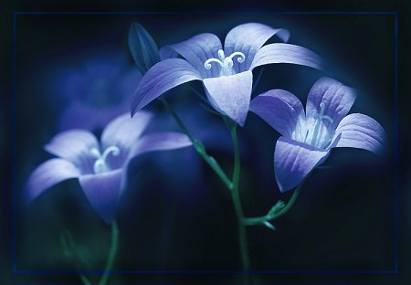 Нежные пожелания спокойной ночи