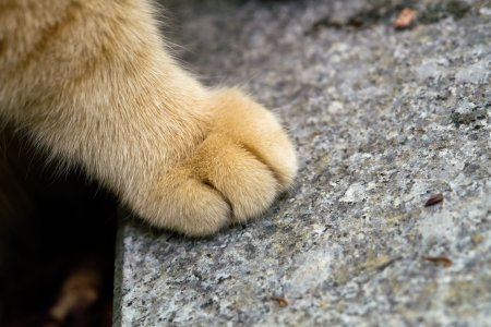 Лапка котика