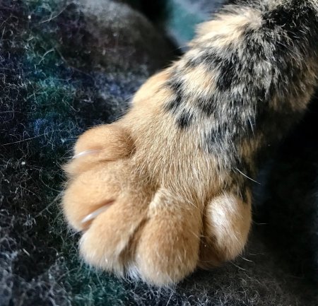 Кошачья лапка