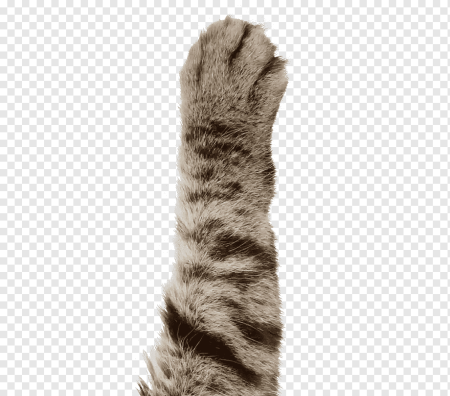Лапа кота на белом фоне