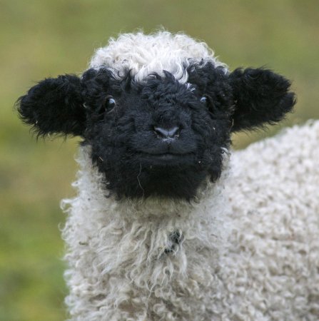 Valais Blacknose Sheep