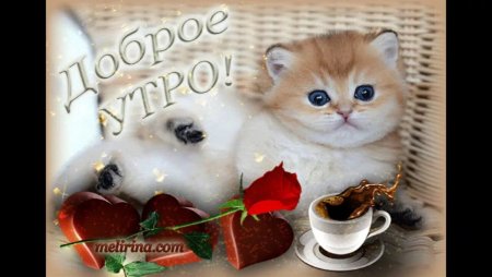 С добрым утром котенок