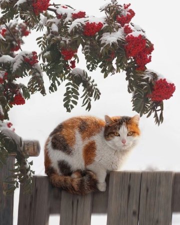 Рябина зимой