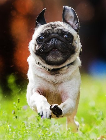 Pug Мопс