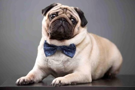 Pug Мопс