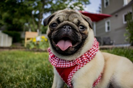 Pug Мопс