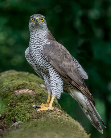 Тетеревятник (Accipiter gentilis)
