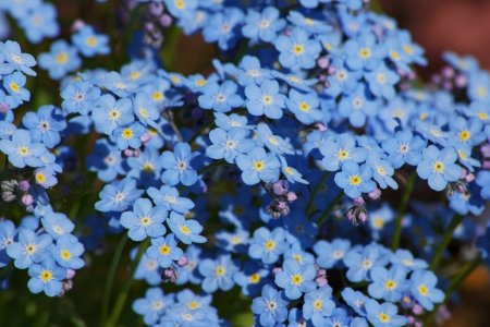 Незабудка Чекановского Myosotis czekanowskii